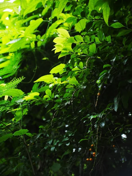 Bitki yaprakları doğal güneş ışığı altında sığ bir alan derinliği ve ev bahçesindeki otantik çevre huzur verici ruh hali için arka plan ya da arka plan için kapatılır.