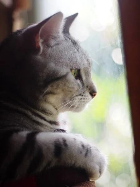 Şirin Kısa Saçlı Genç Ameri Kan Kısa Saçlı Kedi Yavrusu — Stok fotoğraf