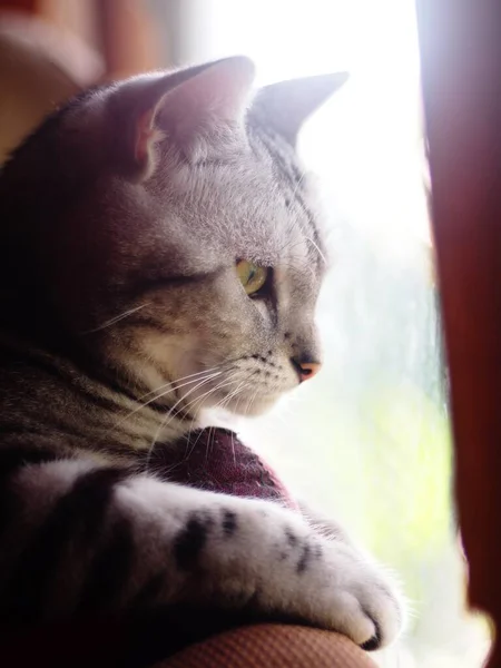 Şirin Kısa Saçlı Genç Ameri Kan Kısa Saçlı Kedi Yavrusu — Stok fotoğraf