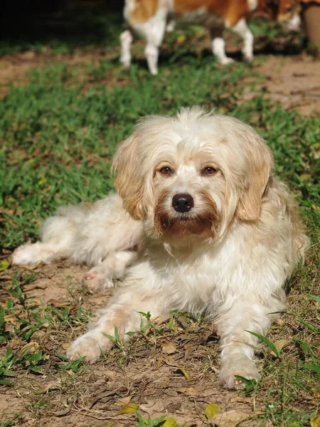 Lindo Sujo Peludo Branco Bonito Gordura Crossbreed Cão Relaxante Jardim — Fotografia de Stock