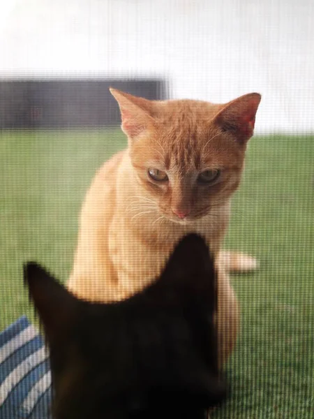 귀여운 노숙자 오렌지 Asian 유랑민 고양이는 밖에서 고양이와 의사소통을 — 스톡 사진
