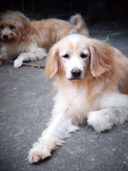 Precioso Sucio Peludo Blanco Lindo Grasa Cruzada Perro Relajante Jardín —  Fotos de Stock