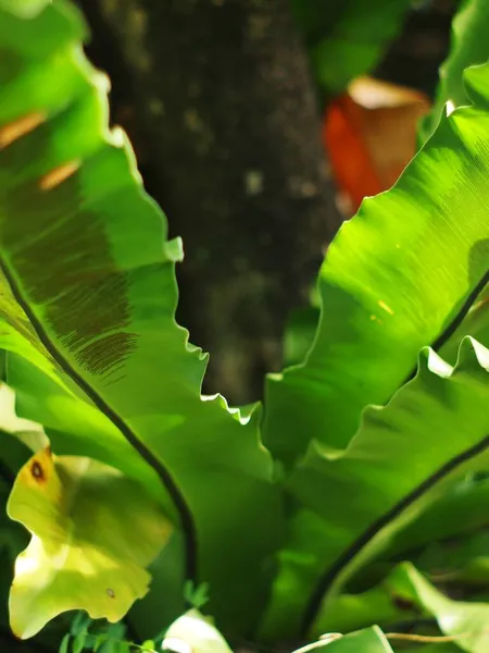 Crop Closeup Large Green Leaves Tropical Plants Large Bird Nest — Stock Photo, Image