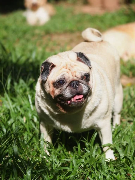 Lovely White Fat Cute Pug Portraits Relaxing Country Home Green — Stock Photo, Image