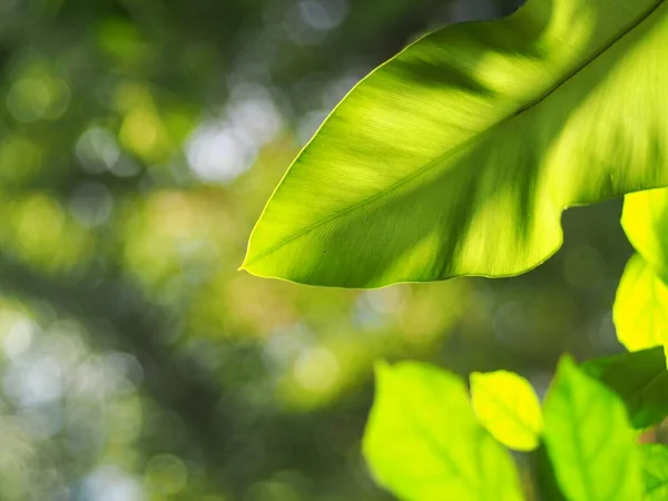 Oogsten Close Grote Groene Bladeren Van Tropische Planten Grote Vogel — Stockfoto