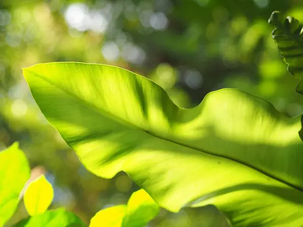 Primer Plano Del Cultivo Grandes Hojas Verdes Plantas Tropicales Grandes —  Fotos de Stock