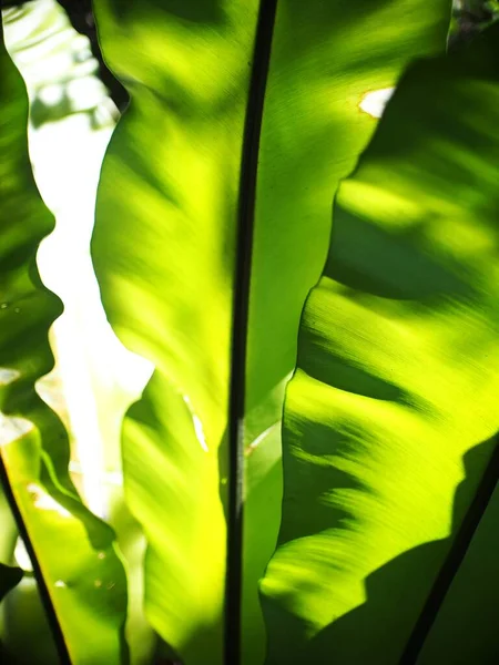 Primer Plano Del Cultivo Grandes Hojas Verdes Plantas Tropicales Grandes —  Fotos de Stock