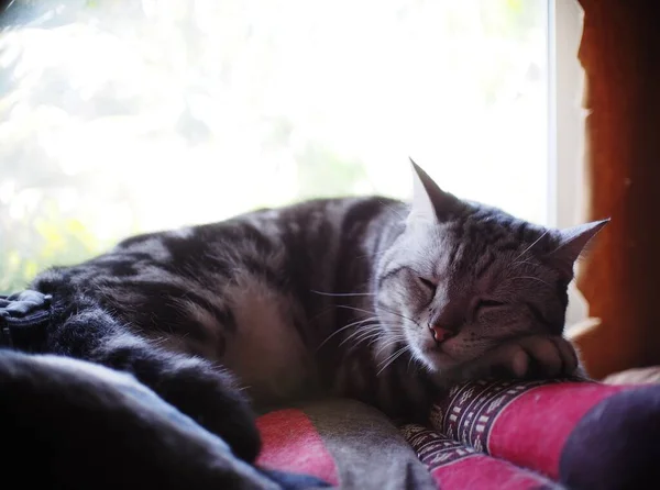 Şirin Kısa Saçlı Tembel Uykulu Ameri Kan Kısa Saçlı Kedi — Stok fotoğraf