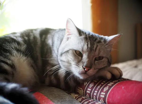 Şirin Kısa Saçlı Tembel Uykulu Ameri Kan Kısa Saçlı Kedi — Stok fotoğraf