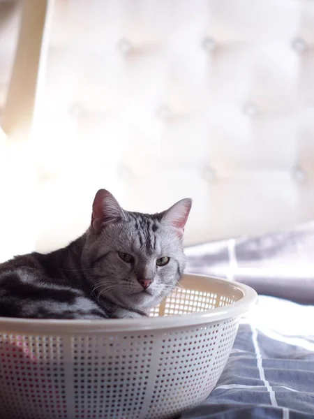 Şirin Kısa Saçlı Genç Ameri Kan Kısa Saçlı Kedi Yavrusu — Stok fotoğraf