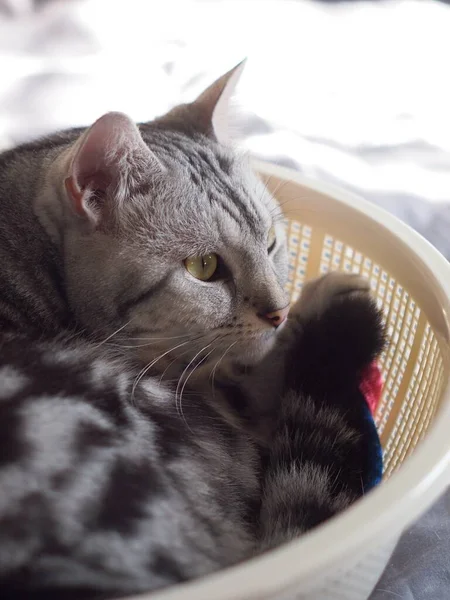 Şirin Kısa Saçlı Genç Ameri Kan Kısa Saçlı Kedi Yavrusu — Stok fotoğraf