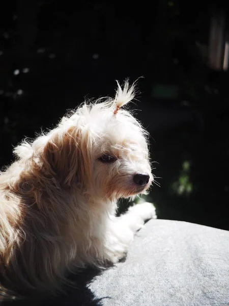 美しい汚れた毛深い白いかわいい脂肪交雑犬自宅の庭の屋外でリラックス — ストック写真