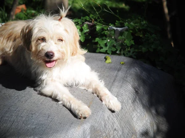美しい汚れた毛深い白いかわいい脂肪交雑犬自宅の庭の屋外でリラックス — ストック写真