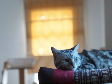 Şirin, kısa saçlı, kısa saçlı, kısa saçlı kedicik. Gri saçlı, siyah çizgili ev kedisi. Yatak odasında dinleniyor..