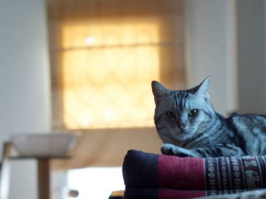 Şirin, kısa saçlı, kısa saçlı, kısa saçlı kedicik. Gri saçlı, siyah çizgili ev kedisi. Yatak odasında dinleniyor..