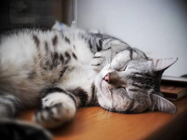 かわいいショートヘア American Short Hair品種キティグレーと黒のストライプホーム猫は職場のデスクトップテーブルでリラックス睡眠 — ストック写真