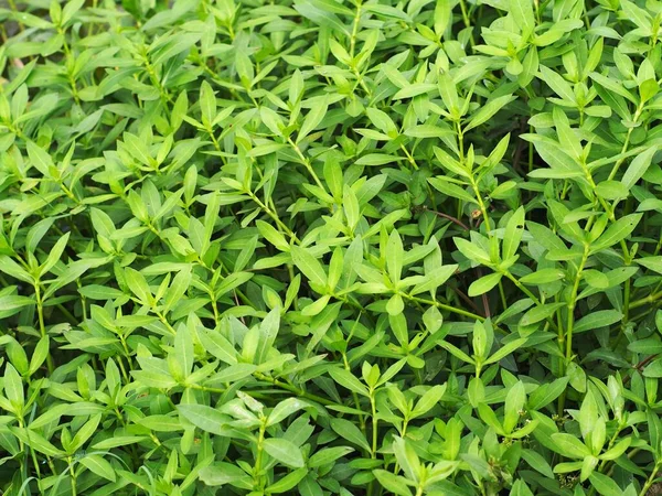 yeşil yapraklı arka plan çimeni, doğal güneş ışığı altında tropikal bahçe zeminini terk eder. Arka plan kullanımı için seçici odak noktası