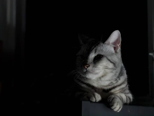 可愛いショートヘアのポートレート American Short Hair品種キティグレーと黒のストライプホーム猫は夜に低光条件でリラックス — ストック写真