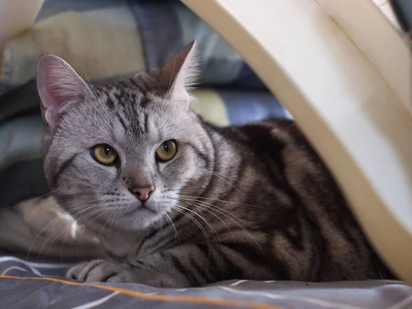 Şirin Kısa Saçlı Genç Ameri Kan Kısa Saçlı Kedi Yavrusu — Stok fotoğraf