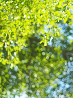 Bulanık yeşil bitki arka plandan ayrılır. Doğal güneş ışığı altında sığ alan derinliği ve ev bahçesindeki otantik çevre huzurlu bir ortam sağlar.