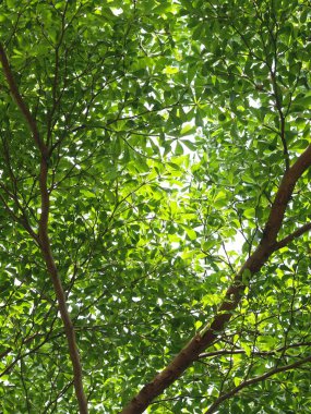 Bulanık yeşil bitki arka plandan ayrılır. Doğal güneş ışığı altında sığ alan derinliği ve ev bahçesindeki otantik çevre huzurlu bir ortam sağlar.