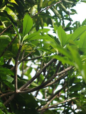Bulanık yeşil bitki arka plandan ayrılır. Doğal güneş ışığı altında sığ alan derinliği ve ev bahçesindeki otantik çevre huzurlu bir ortam sağlar.