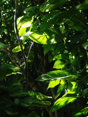 Bulanık yeşil bitki arka plandan ayrılır. Doğal güneş ışığı altında sığ alan derinliği ve ev bahçesindeki otantik çevre huzurlu bir ortam sağlar.