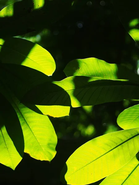Wazige Groene Plant Bladeren Achtergrond Achtergrond Ondiepe Diepte Van Het — Stockfoto