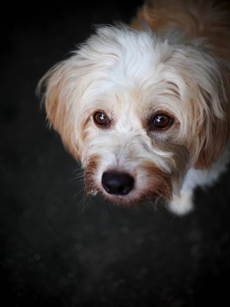 寒い暗いガレージの床に座って美しい汚い長い毛むくじゃらの白い毛かわいい脂肪犬自然の太陽の下で孤独な気分で悲しい顔を作る — ストック写真
