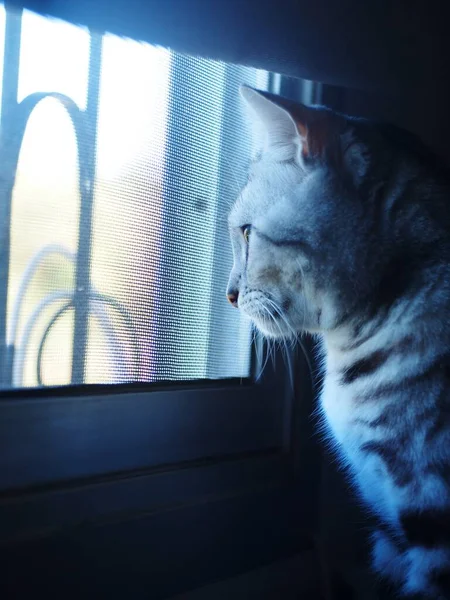 サイドビューヘッドの可愛いアメリカンショートヘアグレーと黒ストライプの若い猫の家ペットクローズアップ選択的フォーカスでベッドルームの窓の外を探している孤独な気分背景 — ストック写真