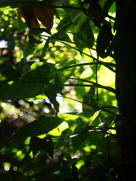 緑の植物をぼかす背景自然光の下でのフィールドの浅い深さと平和的な気分のための自宅の庭の屋外で本物の環境を残し — ストック写真