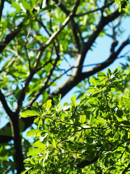 Blur Green Plant Leaves Background Backdrop Shallow Depth Field Natural — Fotografia de Stock