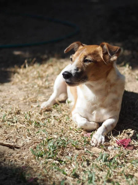 Feliz Alerta Joven Jack Russel Terrier Perro Blanco Marrón Que — Foto de Stock