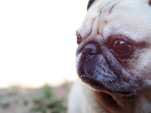 Hermoso Blanco Grasa Lindo Pug Retratos Primer Plano Relajante Casa — Foto de Stock