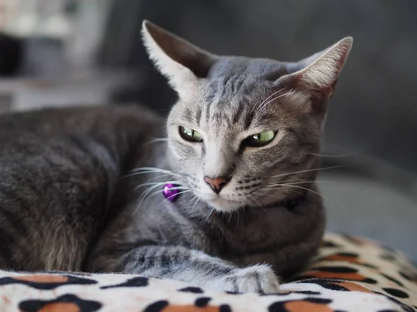 可爱的短发亚洲小猫咪灰色和黑色条纹家猫懒洋洋地躺在豹纹枕头上拍摄有选择的焦点模糊了家居环境 — 图库照片