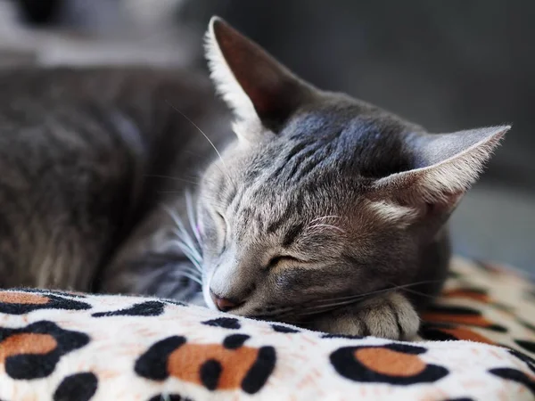 可爱的短发亚洲小猫咪灰色和黑色条纹家猫懒洋洋地躺在豹纹枕头上拍摄有选择的焦点模糊了家居环境 — 图库照片