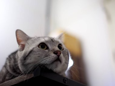 Şirin, genç, yakışıklı AMERİKAN kısa saçlı kedi yavrusu gri ve siyah çizgili ev kedisi portreleri, kapalı alanda bulanık arka planı olan bir yatak odasında dinleniyor..