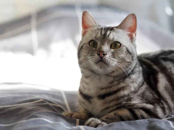 可愛い若いハンサムなアメリカンショートヘア品種キティグレーと黒ストライプホーム猫のポートレートでリラックスしたベッドルームでぼやけた屋内環境の背景 — ストック写真