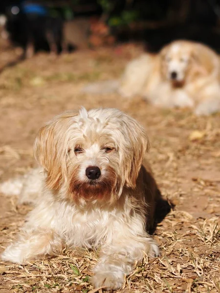 美しい汚れた毛深い白いかわいい脂肪の交配犬は自宅の庭の屋外で落ち着いてリラックスしてください — ストック写真
