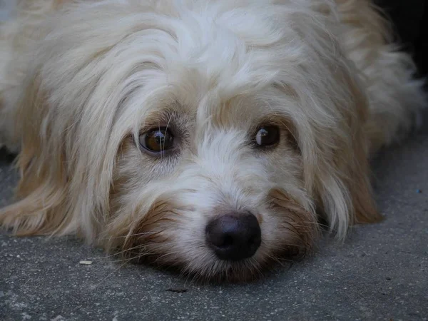 美しい汚れた毛深い白いかわいい脂肪の交配犬は自宅の庭の屋外で落ち着いてリラックスしてください — ストック写真