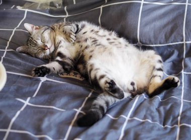 Şirin, genç, yakışıklı AMERİKAN kısa saçlı kedi yavrusu gri ve siyah çizgili ev kedisi portreleri, kapalı alanda bulanık arka planı olan bir yatak odasında dinleniyor..