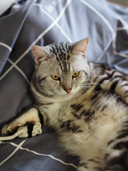 Bonito Jovem Bonito Americano Short Hair Raça Gatinho Cinza Preto — Fotografia de Stock