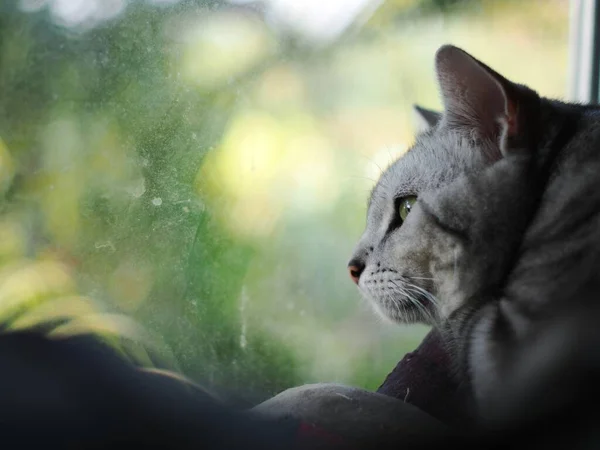 Carino Giovane Bello American Short Hair Razza Gattino Grigio Nero — Foto Stock