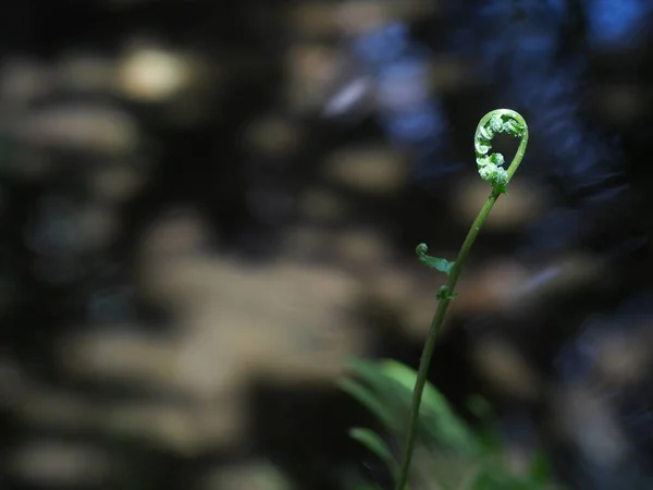 深绿色植物叶在自然低光条件下生长 真实的雨季环境 有宁静的心情背景背景 — 图库照片