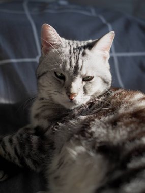 Şirin, genç, yakışıklı AMERİKAN kısa saçlı kedi yavrusu gri ve siyah çizgili ev kedisi portreleri, kapalı alanda bulanık arka planı olan bir yatak odasında dinleniyor..