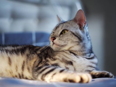 Şirin, genç, yakışıklı AMERİKAN kısa saçlı kedi yavrusu gri ve siyah çizgili ev kedisi portreleri, kapalı alanda bulanık arka planı olan bir yatak odasında dinleniyor..