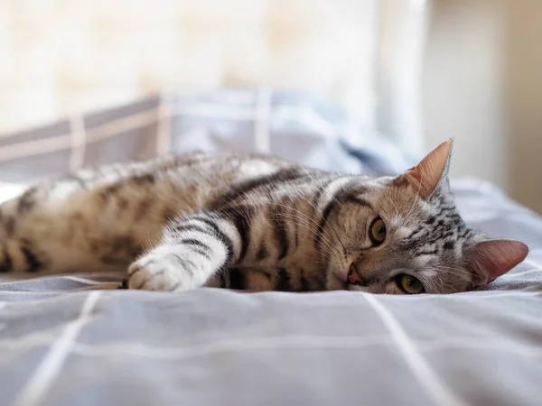 Lindo Joven Guapo American Short Hair Crianza Gatito Gris Negro — Foto de Stock