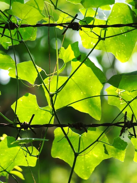 Jovens Folhas Verdes Rastejando Planta Alpinista Típica Planta Selva Tropical — Fotografia de Stock