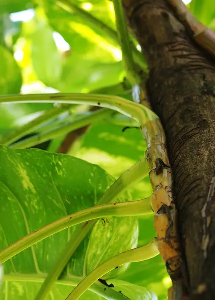 Joven Planta Trepadora Hojas Verdes Trepadora Típica Planta Selva Tropical —  Fotos de Stock