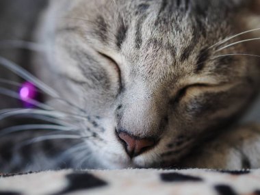 Şirin kısa saçlı genç Asyalı kedi. Gri ve siyah çizgili ev kedisi. Yatak portresi üzerinde tembellik ediyor.